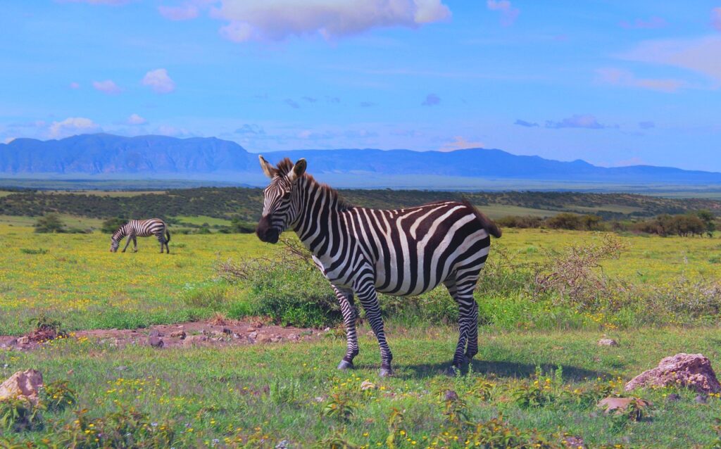 2 Days Tarangire and Ngorongoro Safari